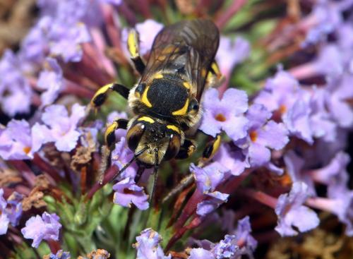 Anthidium florentinum